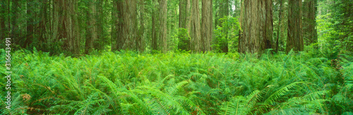 This is the Jedediah Smith Redwood State Park. It shows the giant old growth redwoods, which are around 2500 years old. There are ferns growing all around them.