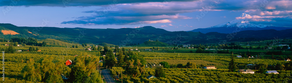 This is the Hood River Valley. It is the Valley view with Mount Hood in the background. - obrazy, fototapety, plakaty 