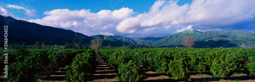 These are orange groves near Fillmore. The trees are in neat rows underneath the nearby mountains. There are large white clouds and a blue sky.