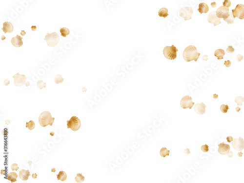 Gold seashells isolated, pearl bivalved mollusks