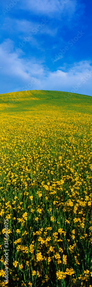 This is a spring field of mustard seed near Lake Casitas. The field is green and yellow with its flowers. This is a spring field of mustard seed near Lake Casitas. The field is green and yellow with its flowers.