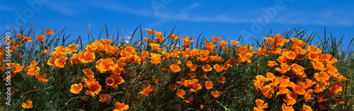 These are California poppies under a blue sky in spring.