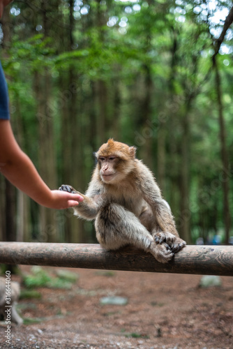 monkey taking food from human hand woman feeding monkey forest germany © Valentin