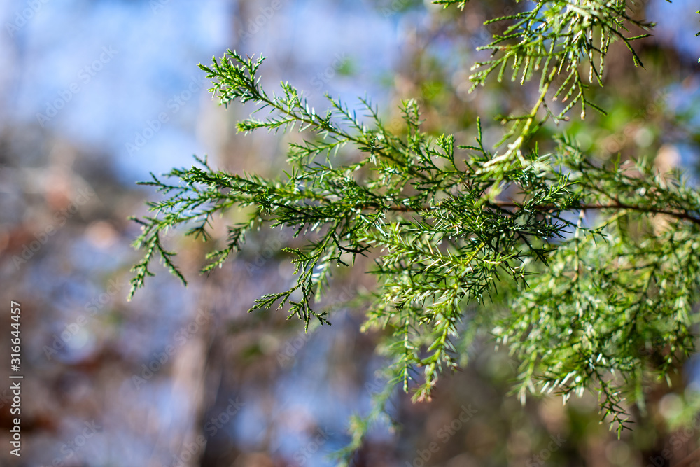 Blue sky and forest background with a green cedar tree branch ~EVERGREEN~ Blue sky and forest background with a green cedar tree branch ~EVERGREEN~