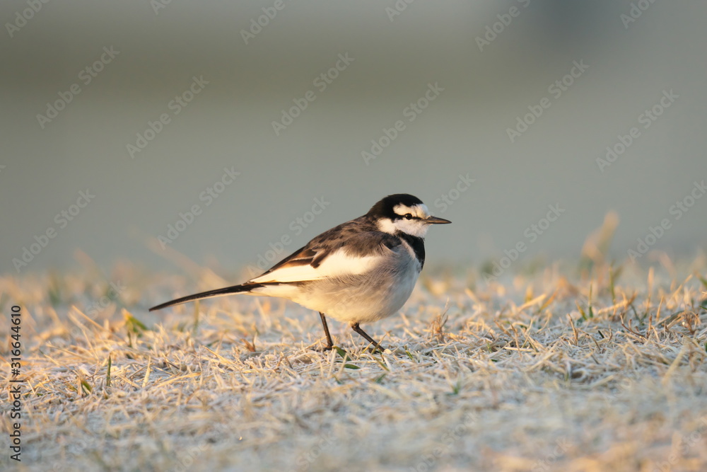 Tokyo,Japan-January 20, 2020: A White Wagtail or a Japanese Pied Wagtail on grass at the winter sunrise Tokyo,Japan-January 20, 2020: A White Wagtail or a Japanese Pied Wagtail on grass at the winter sunrise