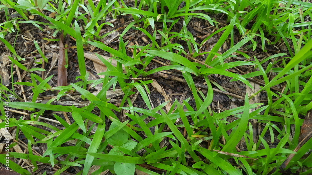 Green grass in the rainy season, looks fertile with always wet because of rain water Green grass in the rainy season, looks fertile with always wet because of rain water