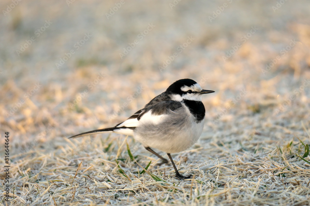 Tokyo,Japan-January 20, 2020: A White Wagtail or a Japanese Pied Wagtail on grass at the winter sunrise Tokyo,Japan-January 20, 2020: A White Wagtail or a Japanese Pied Wagtail on grass at the winter sunrise