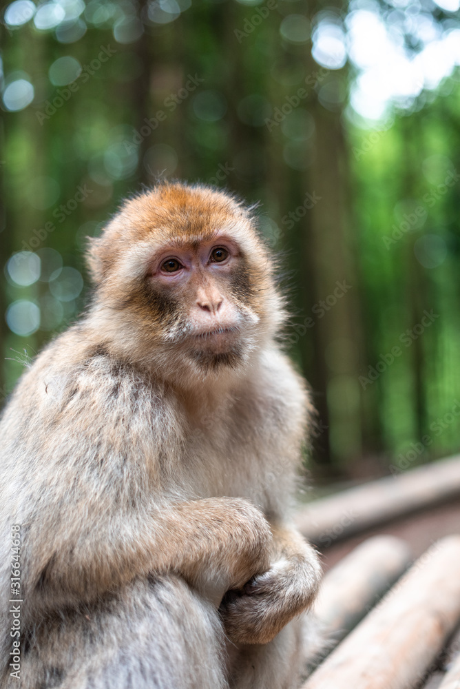 macaque monkey portrait with rainforest background closeup fluffy cute emotional monkey forest zoo bokeh