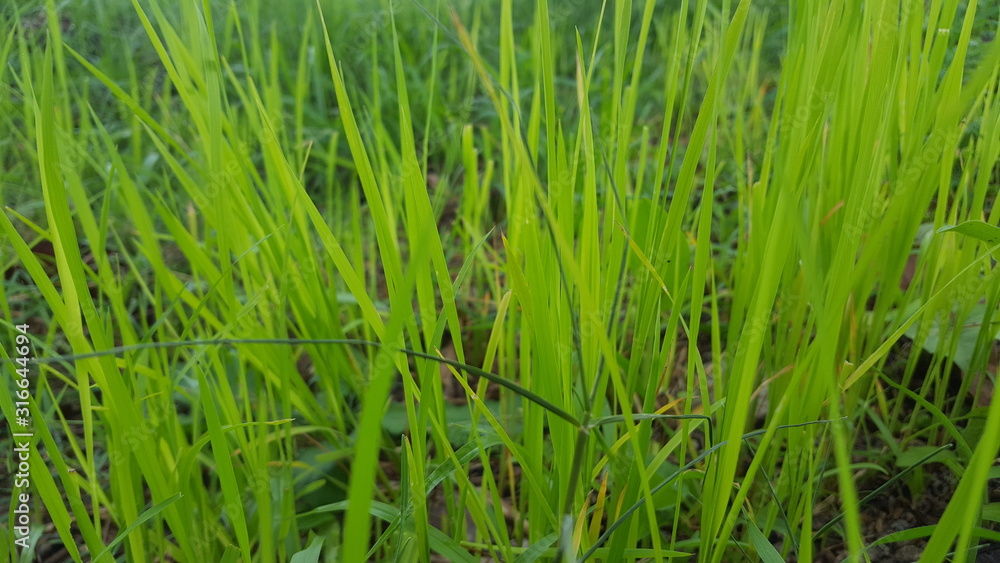 Green rice plants in the rice fields. The rainy season has come, farmers have begun planting rice Green rice plants in the rice fields. The rainy season has come, farmers have begun planting rice