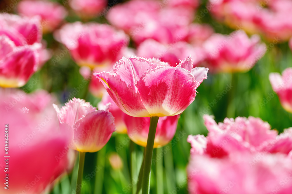 Beautiful pink blooming tulips