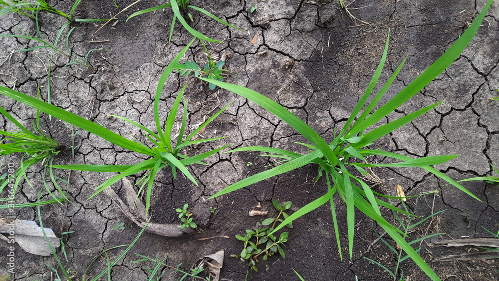 Green rice plants in the rice fields. The rainy season has come, farmers have begun planting rice. Image take with top view Green rice plants in the rice fields. The rainy season has come, farmers have begun planting rice. Image take with top view