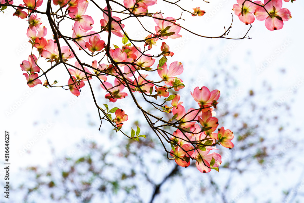 赤いハナミズキの花が咲く