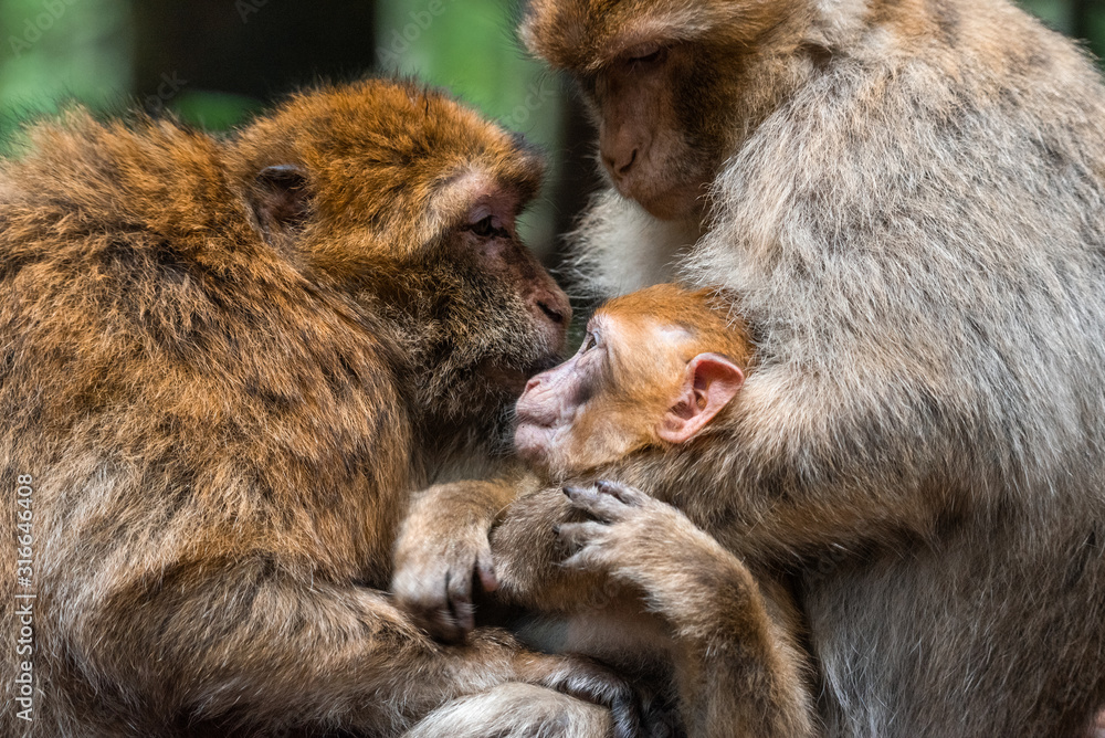 Obraz premium Monkey family at sacred monkey forest germany Close up Monkey baby monkey cute fluffy kid young