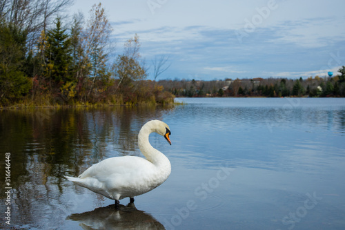 white swan on the lake