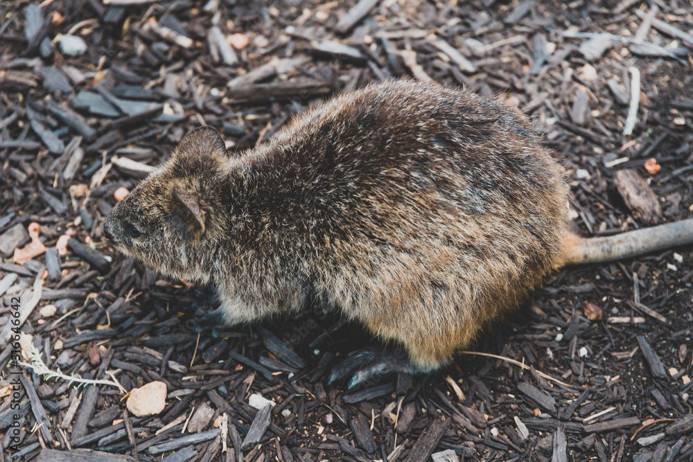 quokkas in Rottnest Island, a marsupial native of Western Australia quokkas in Rottnest Island, a marsupial native of Western Australia
