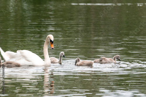 Beautiful white Swan, with small Chicks, swim in the pond cygnets mute swan white germany lake