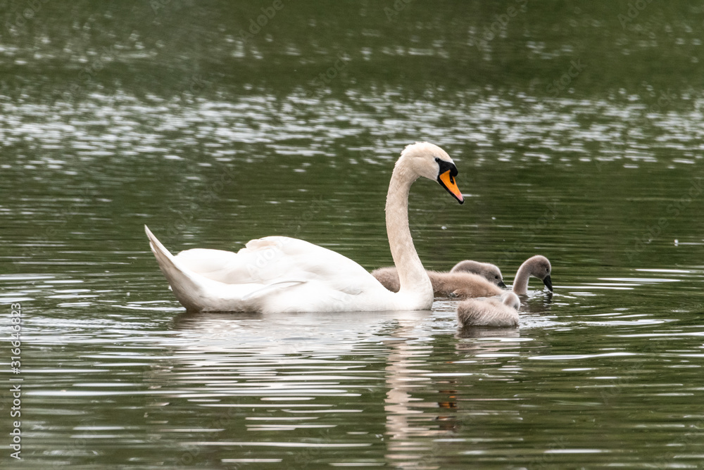 Beautiful white Swan, with small Chicks, swim in the pond cygnets mute swan white germany lake Beautiful white Swan, with small Chicks, swim in the pond cygnets mute swan white germany lake