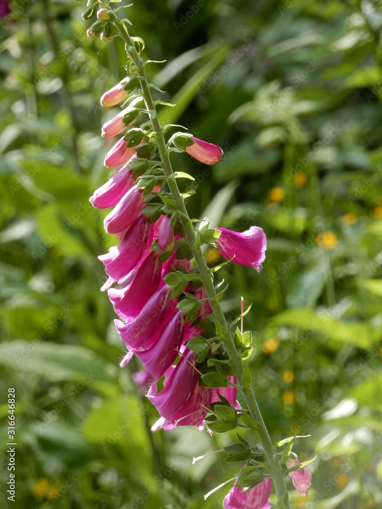 Obraz premium foxgloves