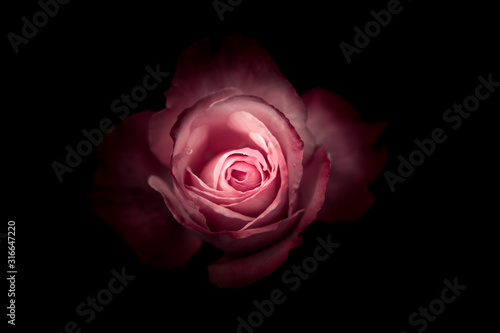Isolated Rose in black background  close up 