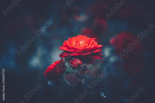 Red Rose, close up; vintage style