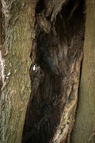 Mazetree