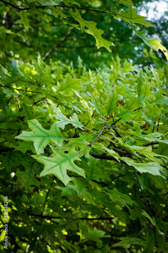 Leafland