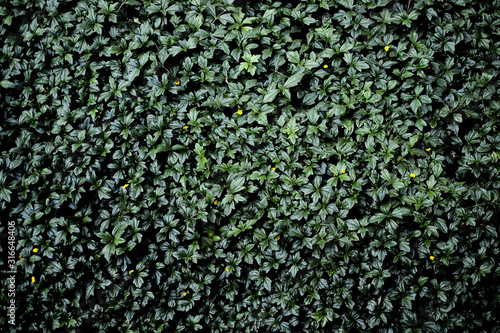 Green leaves pattern background, a backdrop for natural concepts. © Daguimagery