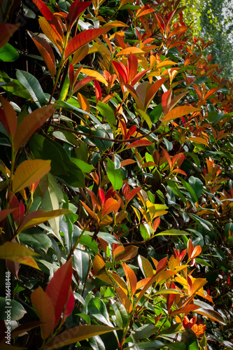 Orang Leafs