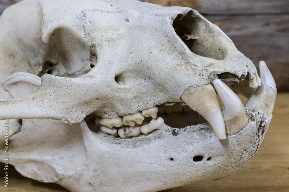 adult bear skull close-up from the right side, some teeth missing adult bear skull close-up from the right side, some teeth missing
