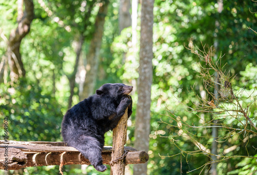 A Young Asiatic Black Bear or Moon Bear at the Tat Kuang Si Bear Rescue Centre Near Luang Prabang Laos