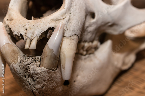 Horisontal photo of adult bear skull close-up on the front side © Evgeniya