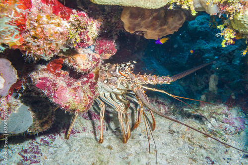 Spiny lobster hiding in hole in healthy coral reef 
