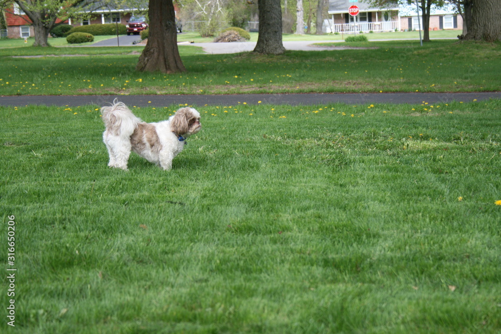 Fototapeta Dog In suburban Neighborhood