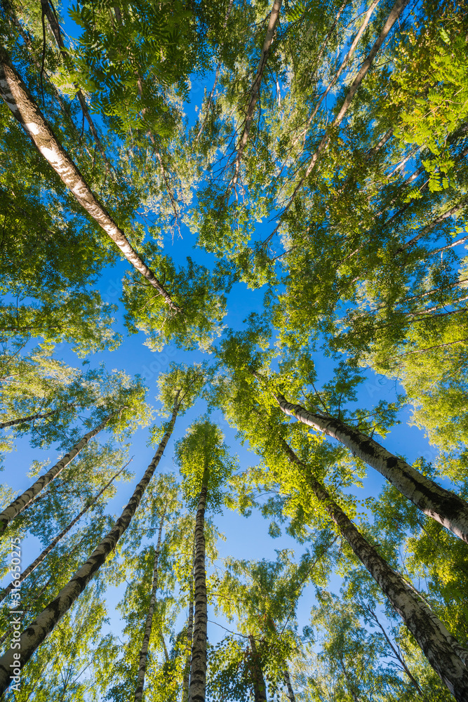 Fototapeta premium Looking up in Forest - Green Tree branches nature abstract background. Spring sunny day