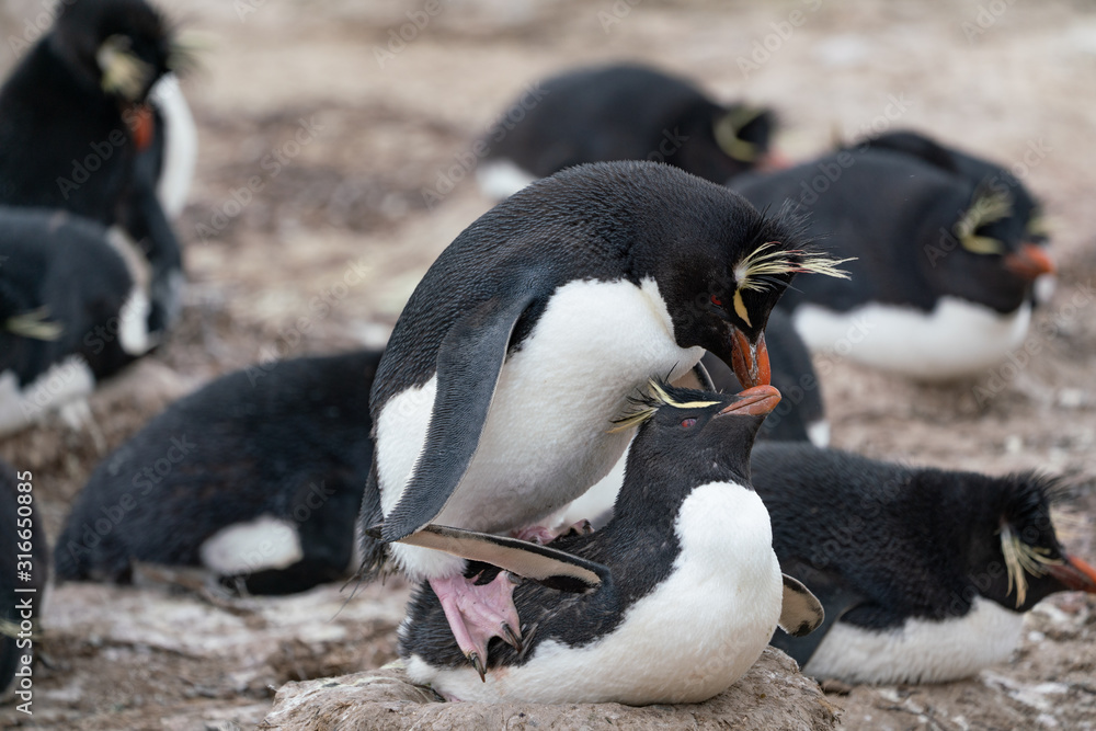 Naklejka premium ペンギン ペブル島 フォークランド諸島 Pebble Island