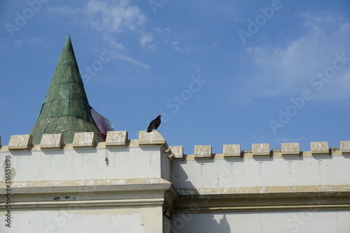 aves