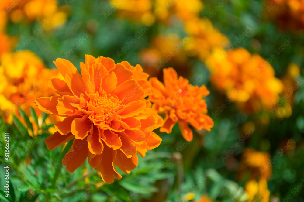 Marigolds shades of orange in the garden Marigolds shades of orange in the garden