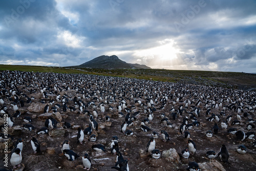 ペンギン ペブル島 フォークランド諸島 Pebble Island © Earth theater
