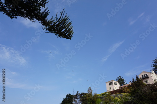 viña