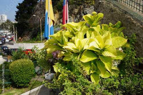 plantas