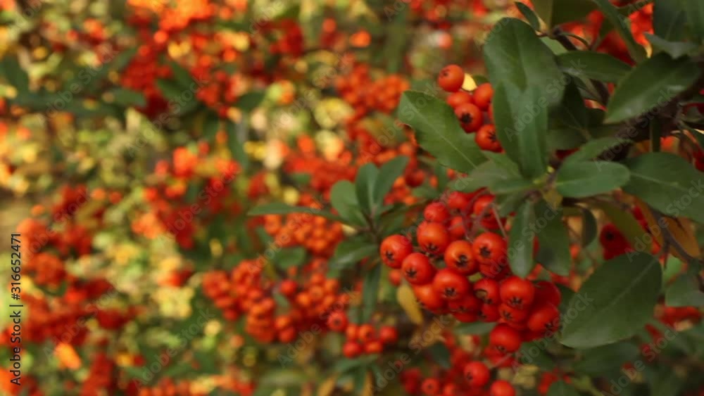 Bunches of red berries on plant. close up view Bunches of red berries on plant. close up view
