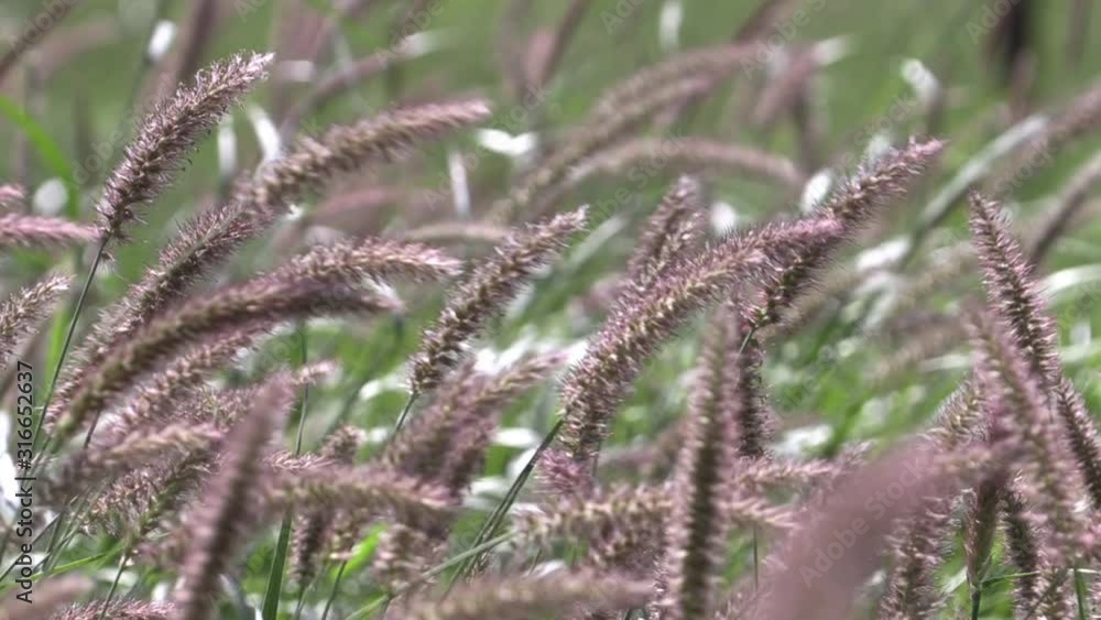 Grass blowing in the wind Grass blowing in the wind