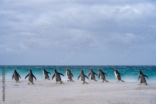 ペンギン ブリーカー島 フォークランド諸島 Bleaker Island