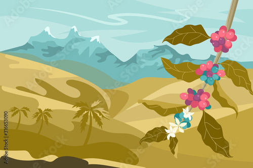 Coffee plantation landscape