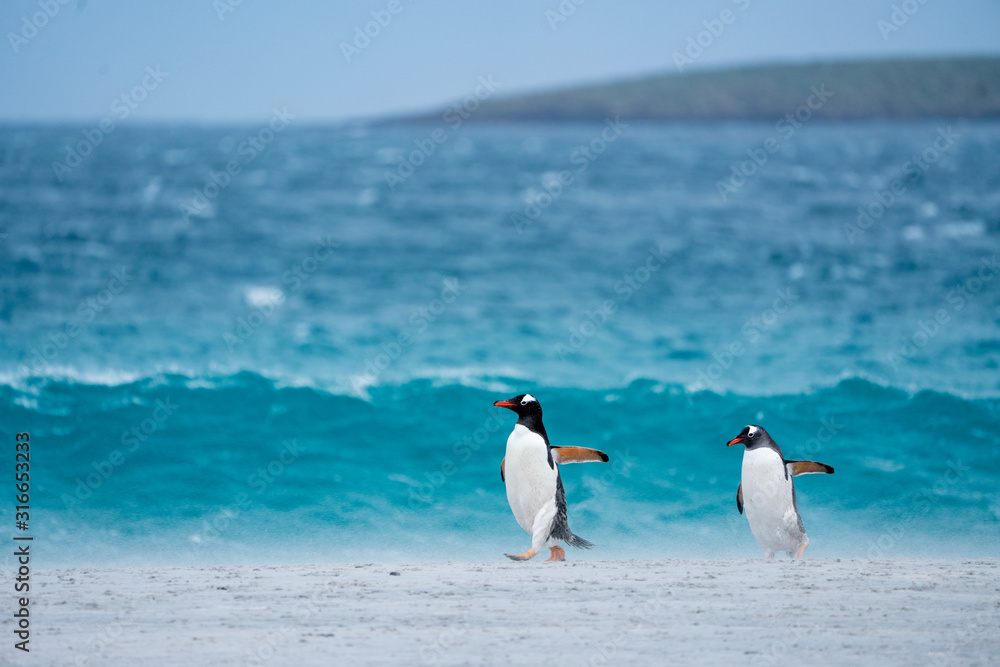 Naklejka premium ペンギン ブリーカー島 フォークランド諸島 Bleaker Island