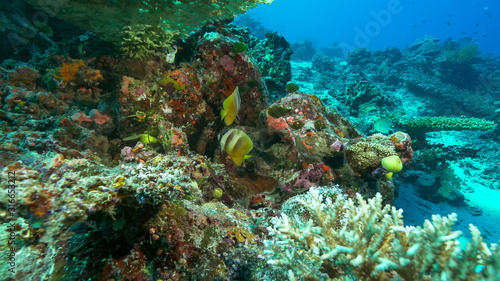 Fototapeta Naklejka Na Ścianę i Meble -  two blacklip butterfly fish at rainbow reef