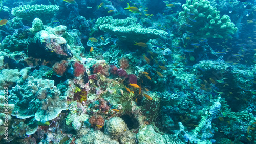 school of orange anthias fish at a coral reef in fiji © chris