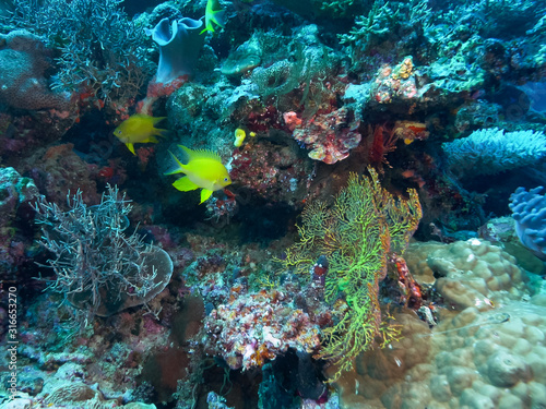 two golden damselfish at rainbow reef in fiji