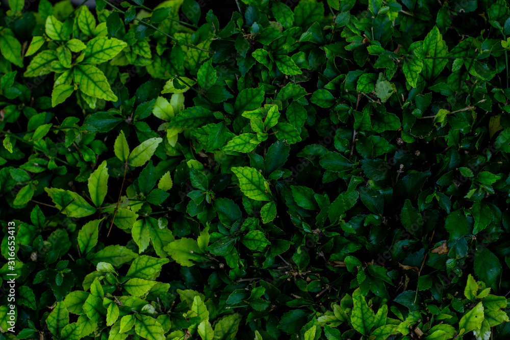 Creative layout made of green leaves as a background. Creative layout made of green leaves as a background.