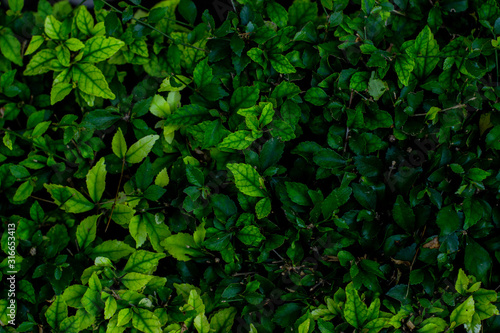 Creative layout made of green leaves as a background.